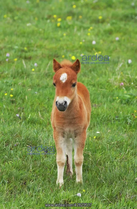 : Shetland Pony - foal : Shetland Pony - foal