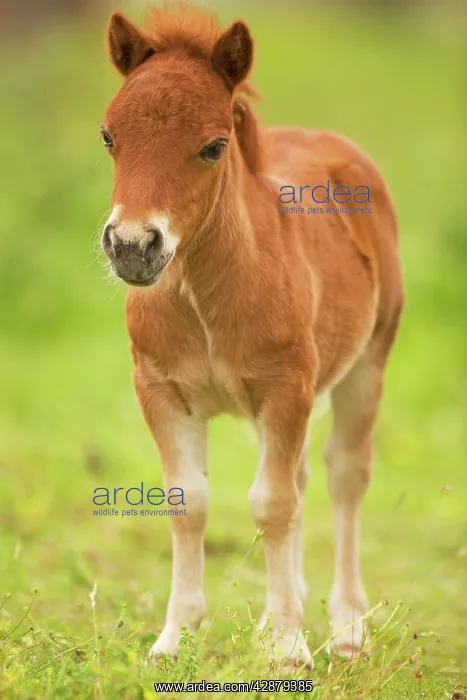 : Shetland Pony - foal : Shetland Pony - foal