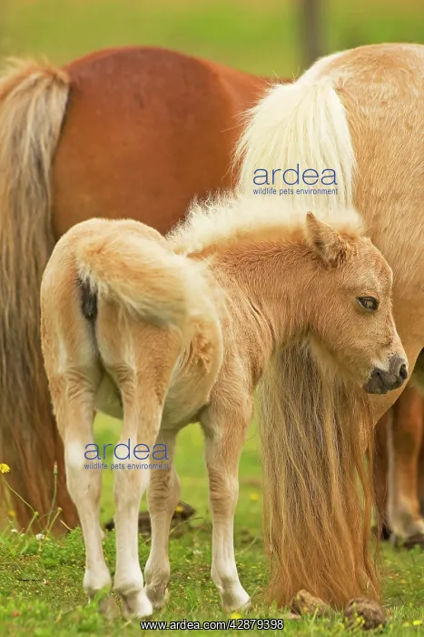 : Shetland Pony - foal : Shetland Pony - foal