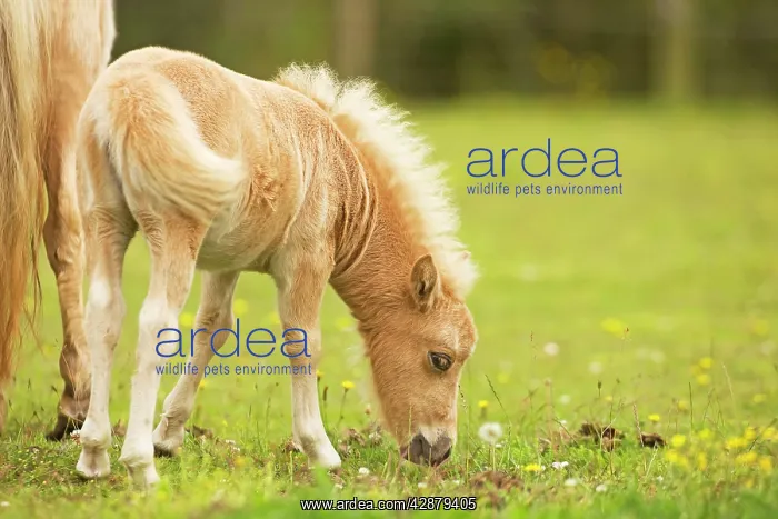 : Shetland Pony - foal : Shetland Pony - foal