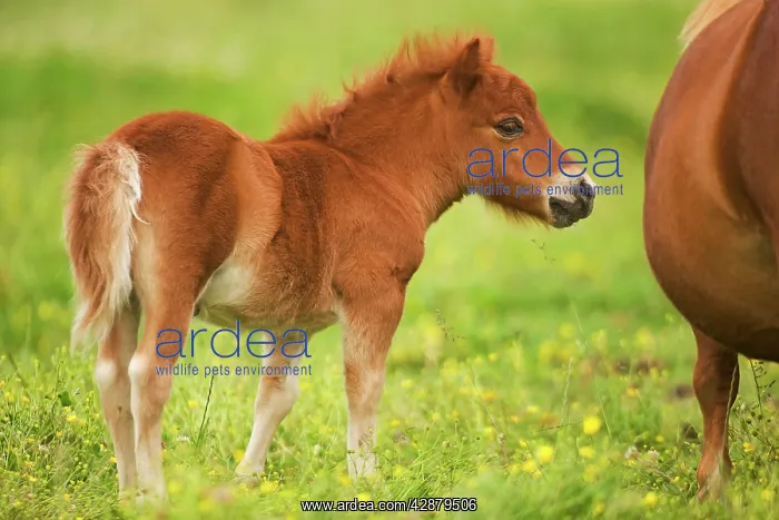 : Shetland Pony - foal : Shetland Pony - foal