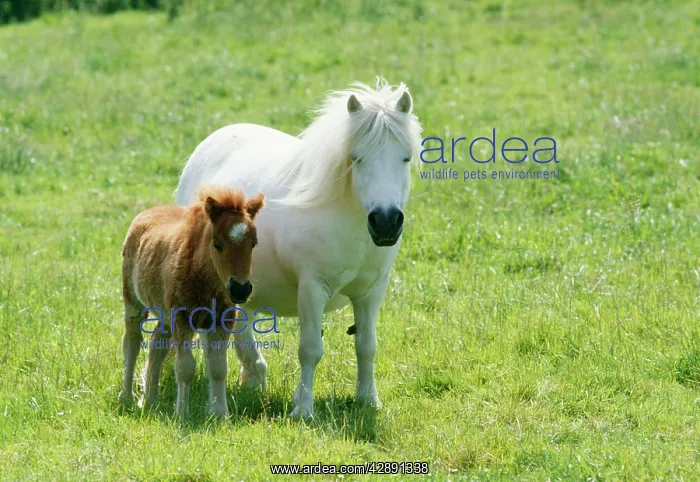  : SHETLAND PONY & FOAL