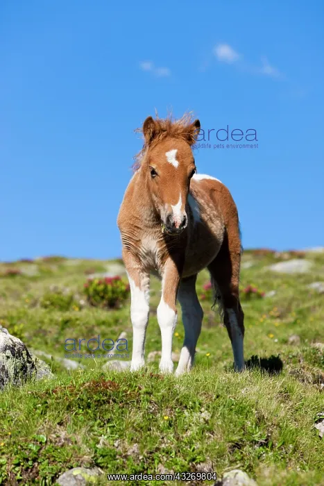 : Shetland pony foal in the alps, sorrel pinto, Stubai : Shetland pony foal in the alps, sorrel pinto, Stubai