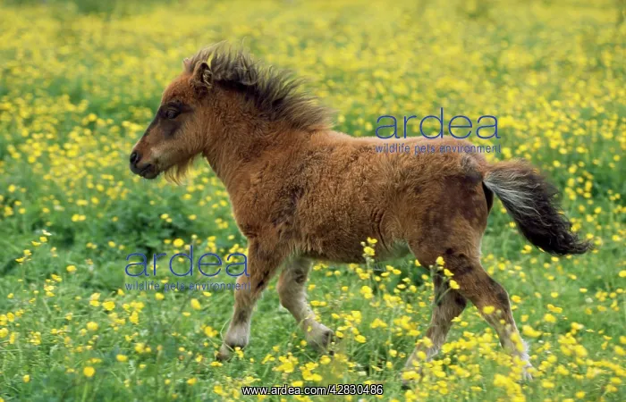  : Shetland Pony - foal in field with flowers