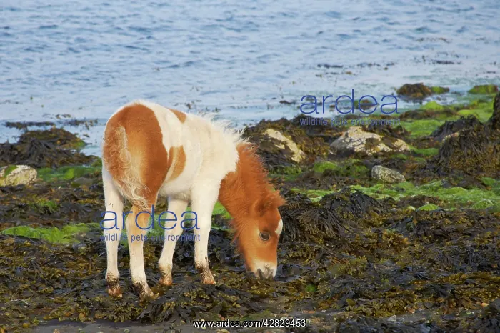 : Shetland Pony - foal grazing on seaweed : Shetland Pony - foal grazing on seaweed
