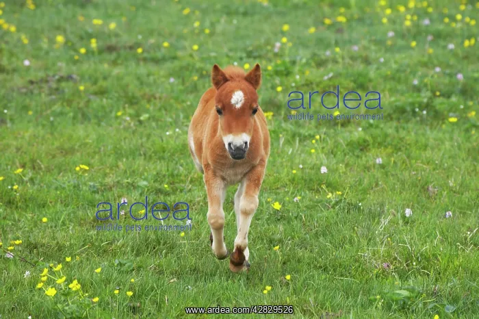 : Shetland Pony - foal running : Shetland Pony - foal running