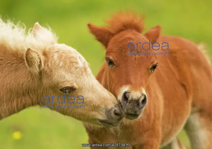 : Shetland Pony - two foals kissing