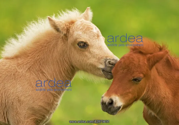  : Shetland Pony - two foals nuzzling