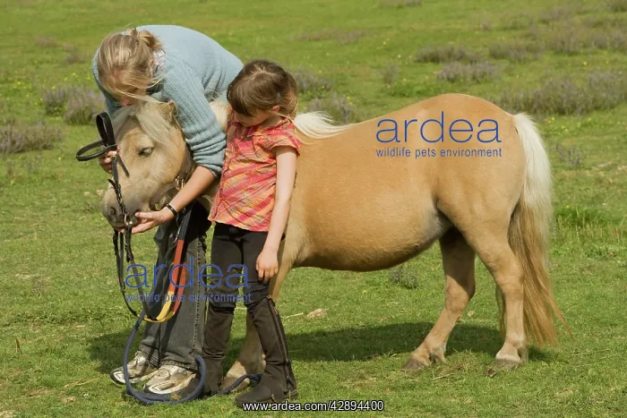 : Shetland Pony - With girls having bridle put on : Shetland Pony - With girls having bridle put on