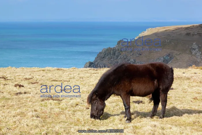 : Shetland Pony - grazing : Shetland Pony - grazing