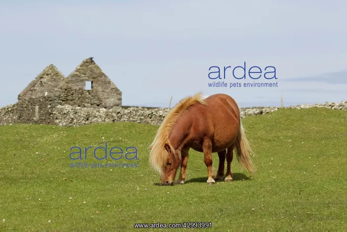 : Shetland Pony - grazing with abandoned croft in background : Shetland Pony - grazing with abandoned croft in background