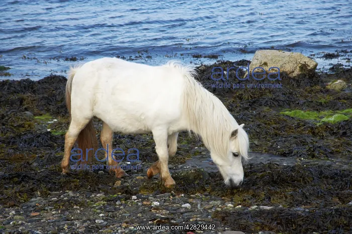 : Shetland Pony - grazing on seaweed : Shetland Pony - grazing on seaweed