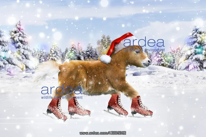: Shetland Pony ice skating with Christmas hat in : Shetland Pony ice skating with Christmas hat in