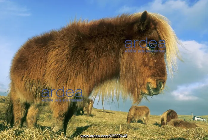 : Shetland Pony, mainland Shetland Islands : Shetland Pony, mainland Shetland Islands