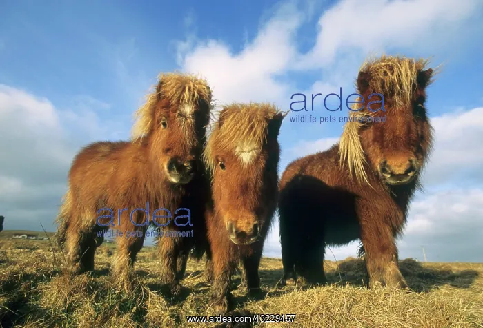 : Shetland Pony, mainland Shetland Islands : Shetland Pony, mainland Shetland Islands