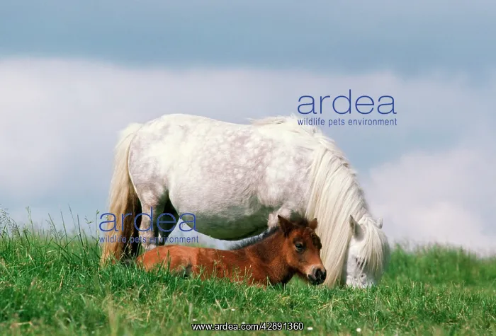 : Shetland Pony - mare & foal in field : Shetland Pony - mare & foal in field