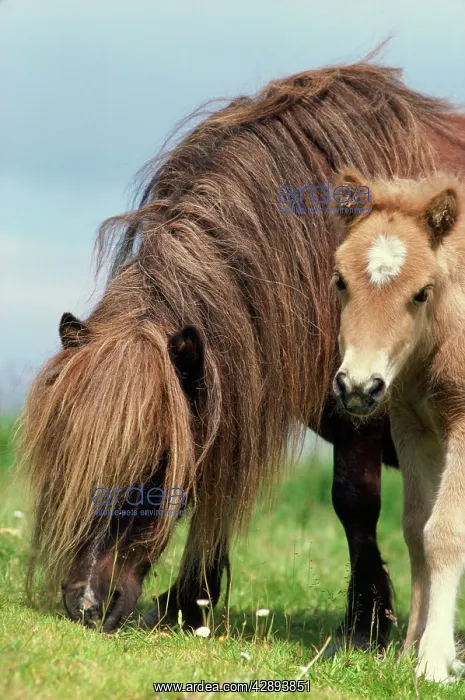 : Shetland Pony - mare & foal in field with flowers : Shetland Pony - mare & foal in field with flowers