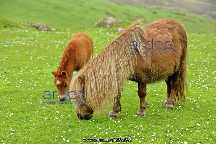 : Shetland Pony - mare and foal grazing on pasture : Shetland Pony - mare and foal grazing on pasture