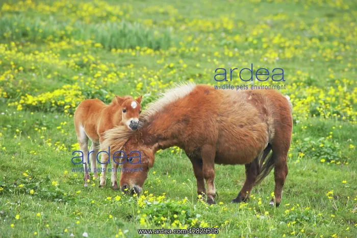 : Shetland Pony - mare and foal amongst marsh marigolds : Shetland Pony - mare and foal amongst marsh marigolds