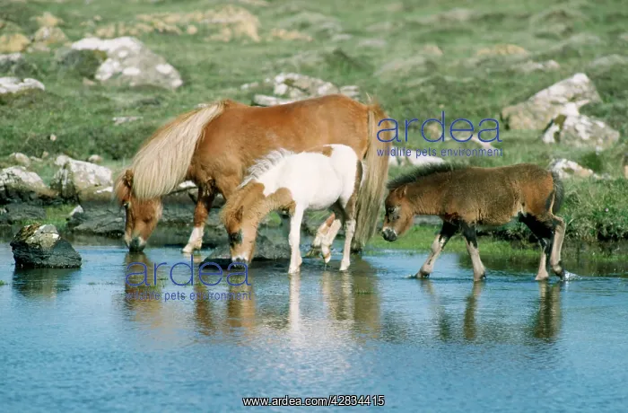 : Shetland Pony - mare & foals : Shetland Pony - mare & foals