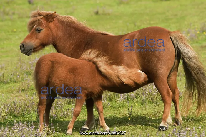  : Shetland Pony - Mother and foal