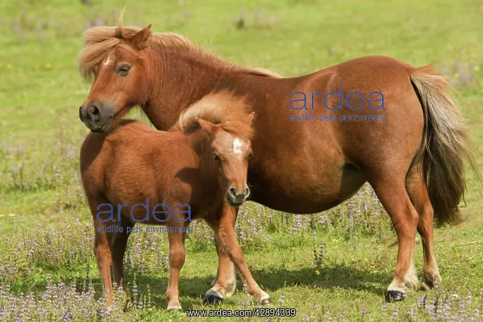  : Shetland Pony - Mother and foal