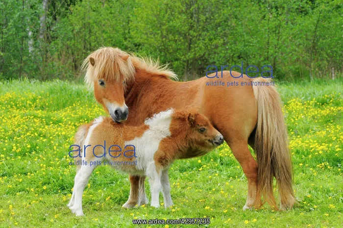 : Shetland Pony - mother with young in spring meadow : Shetland Pony - mother with young in spring meadow