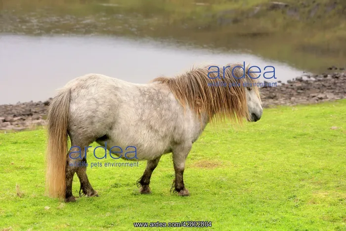  : Shetland Pony - pale mare on pasture