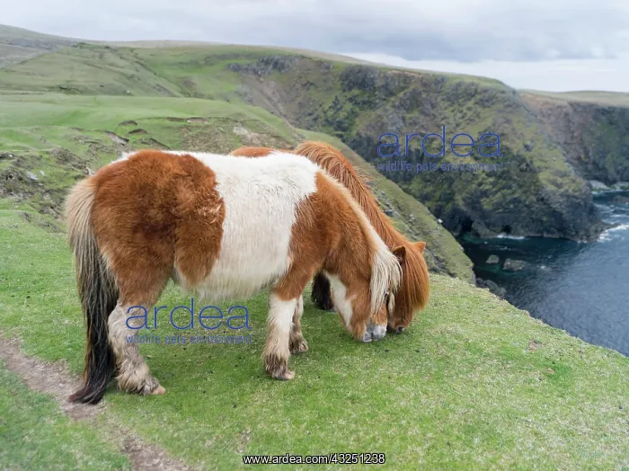 : Shetland Pony on pasture near high cliffs : Shetland Pony on pasture near high cliffs