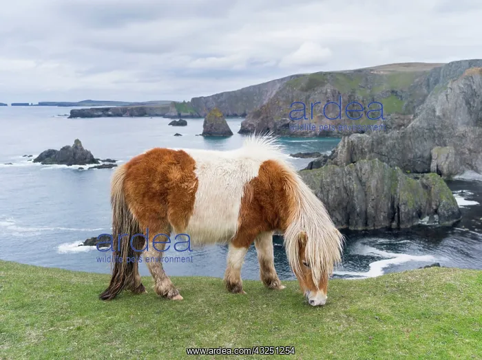 : Shetland Pony on pasture near high cliffs : Shetland Pony on pasture near high cliffs
