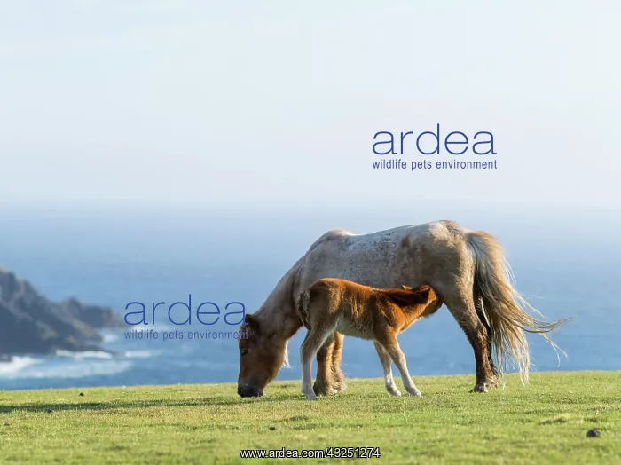 : Shetland Pony on pasture near high cliffs : Shetland Pony on pasture near high cliffs