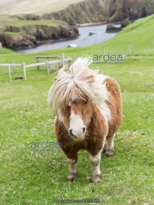 : Shetland Pony on pasture near high cliffs : Shetland Pony on pasture near high cliffs