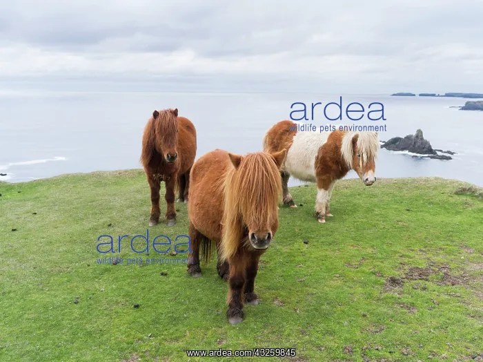 : Shetland Pony on pasture near high cliffs : Shetland Pony on pasture near high cliffs