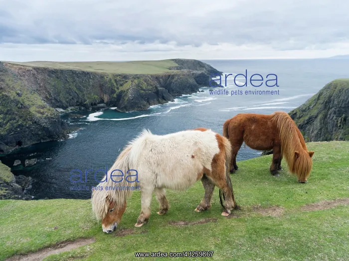 : Shetland Pony on pasture near high cliffs : Shetland Pony on pasture near high cliffs