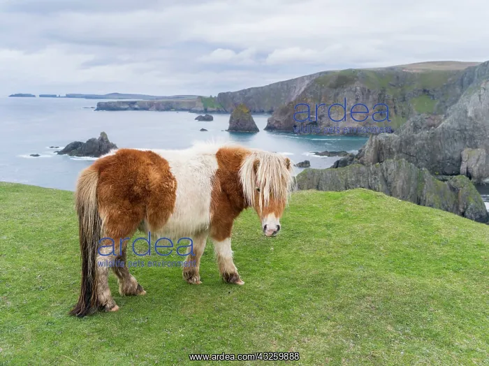  : Shetland Pony on pasture near high cliffs