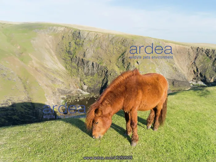 : Shetland Pony on pasture near high cliffs : Shetland Pony on pasture near high cliffs