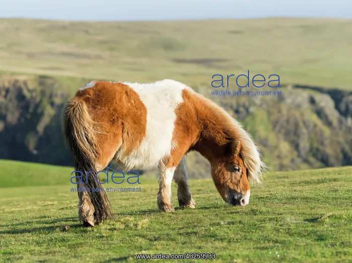: Shetland Pony on pasture near high cliffs : Shetland Pony on pasture near high cliffs