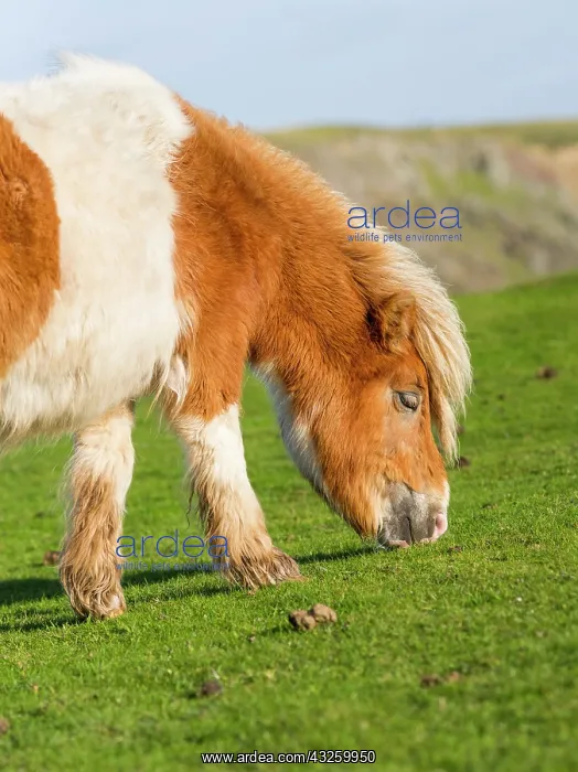 : Shetland Pony on pasture near high cliffs : Shetland Pony on pasture near high cliffs