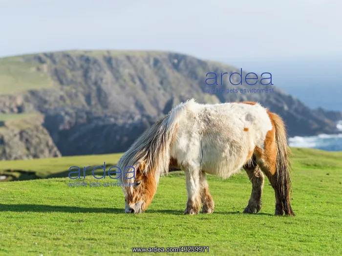 : Shetland Pony on pasture near high cliffs : Shetland Pony on pasture near high cliffs