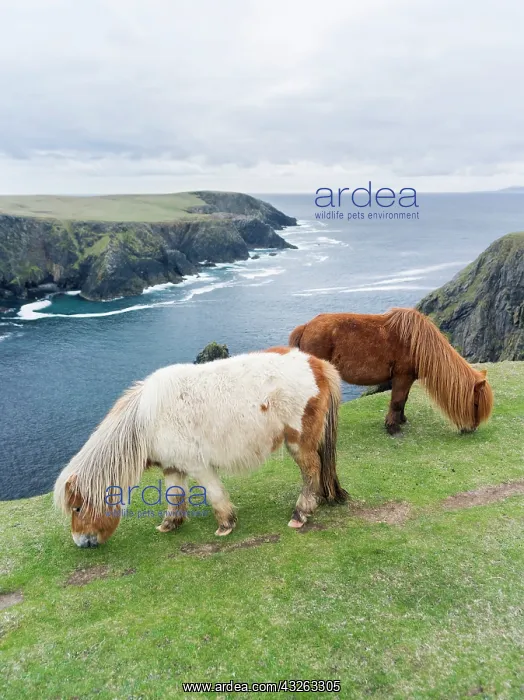 : Shetland Pony on pasture near high cliffs : Shetland Pony on pasture near high cliffs