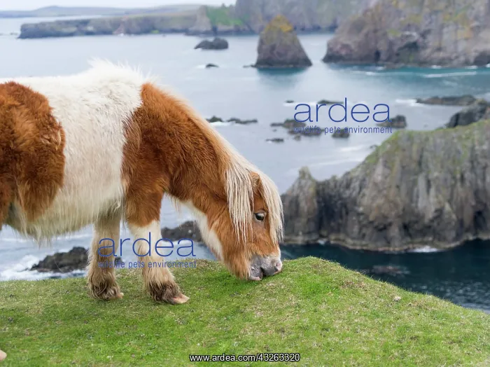 : Shetland Pony on pasture near high cliffs : Shetland Pony on pasture near high cliffs