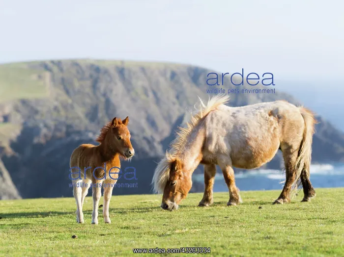 : Shetland Pony on pasture near high cliffs : Shetland Pony on pasture near high cliffs