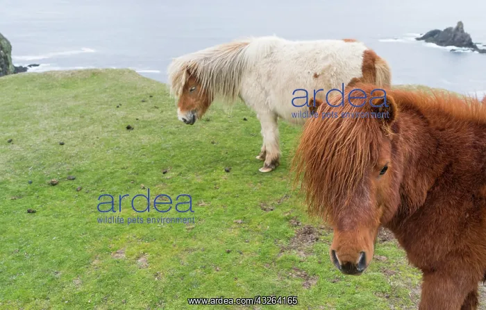 : Shetland Pony on pasture near high cliffs : Shetland Pony on pasture near high cliffs