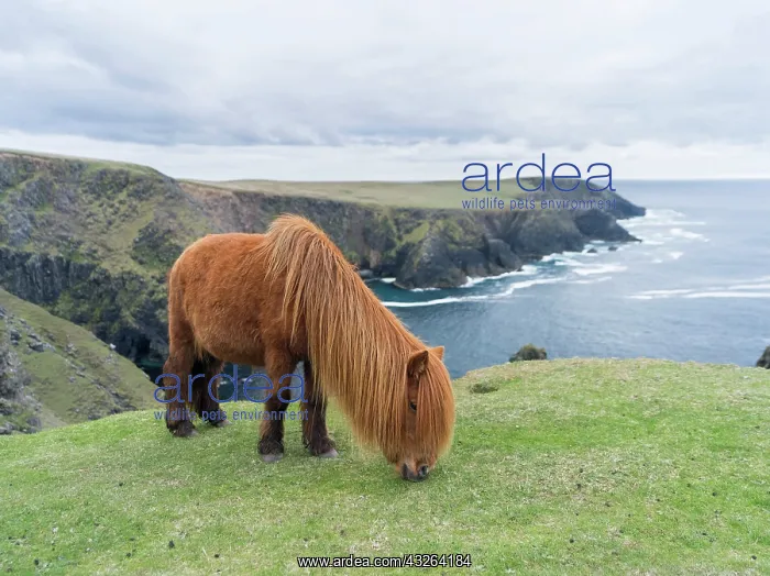 : Shetland Pony on pasture near high cliffs : Shetland Pony on pasture near high cliffs