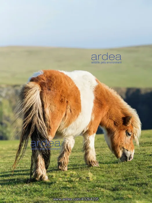 : Shetland Pony on pasture near high cliffs : Shetland Pony on pasture near high cliffs
