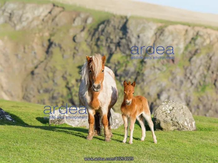 : Shetland Pony on pasture near high cliffs : Shetland Pony on pasture near high cliffs