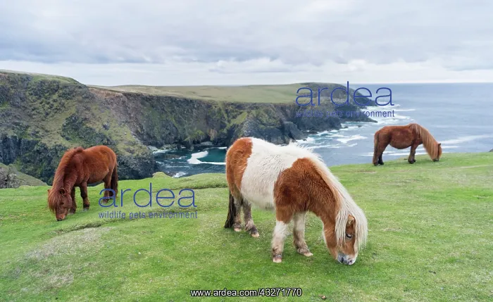 : Shetland Pony on pasture near high cliffs : Shetland Pony on pasture near high cliffs