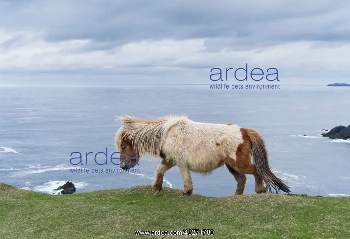 : Shetland Pony on pasture near high cliffs : Shetland Pony on pasture near high cliffs