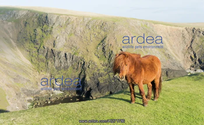 : Shetland Pony on pasture near high cliffs : Shetland Pony on pasture near high cliffs