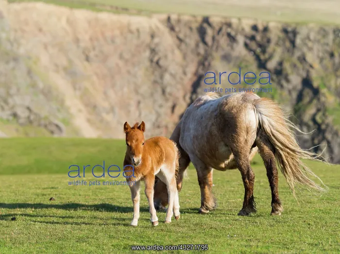 : Shetland Pony on pasture near high cliffs : Shetland Pony on pasture near high cliffs